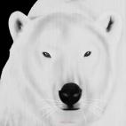 POLAR-BEAR-WHITE-SILVER POLAR BEAR ELECTRIC BLUE  Showroom - Inkjet on plexi, limited editions, numbered and signed. Wildlife painting Art and decoration. Click to select an image, organise your own set, order from the painter on line